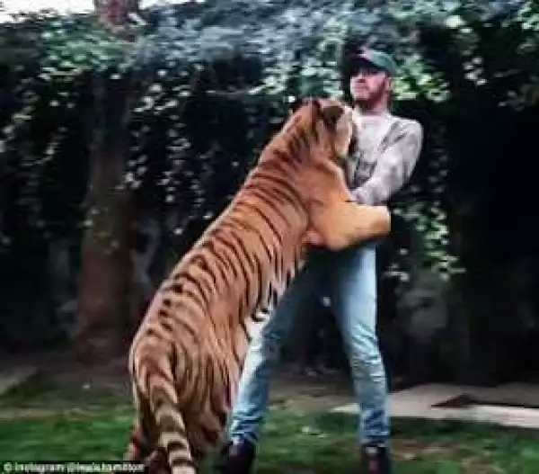 Lewis Hamilton celebrates race win by frolicking with big tiger in Mexico